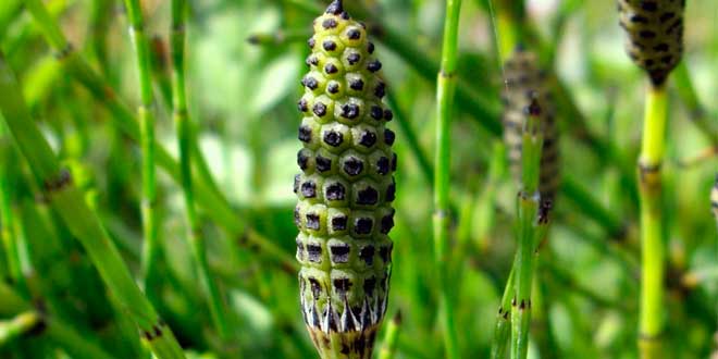 what-is-horsetail