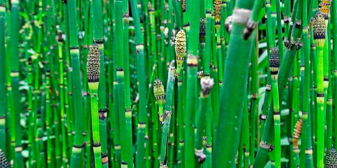 Horsetail: Ancestral Plant