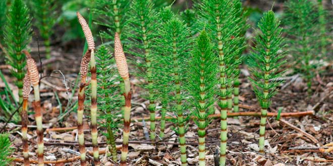Horsetail Plant