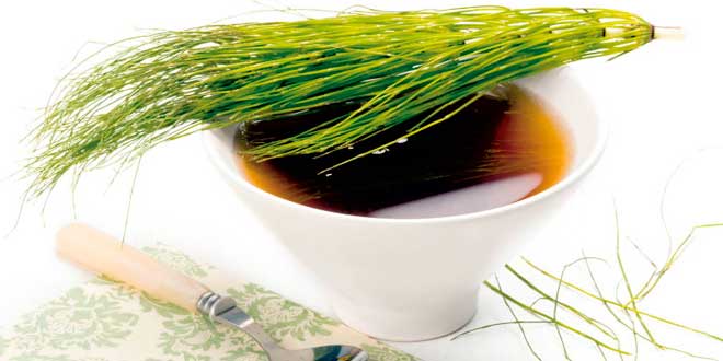 Horsetail Tea