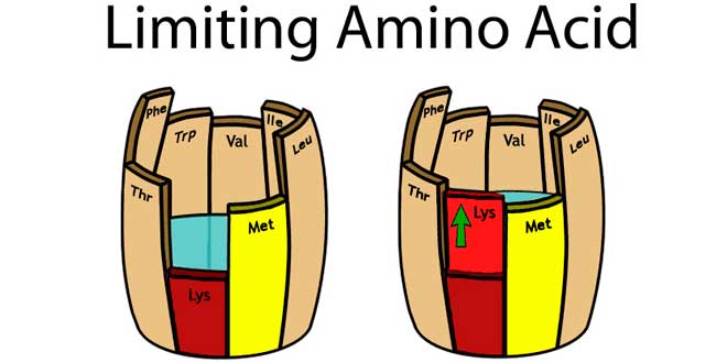 Amino Acids for Vegans