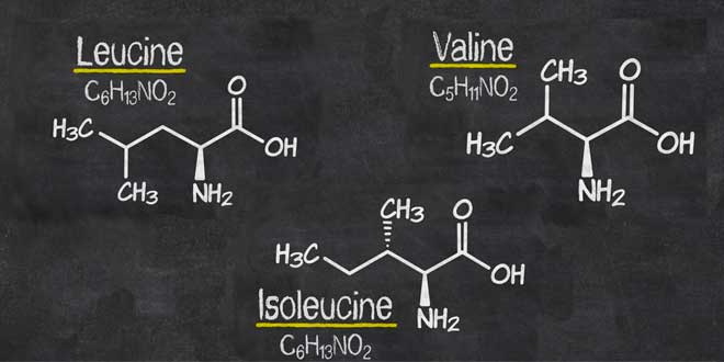 Amino Acids Supplements