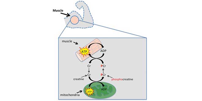 Storage of muscle phosphocreatine Storage of muscle phosphocreatine