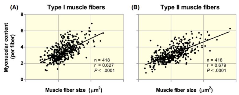 Muscle fibre
