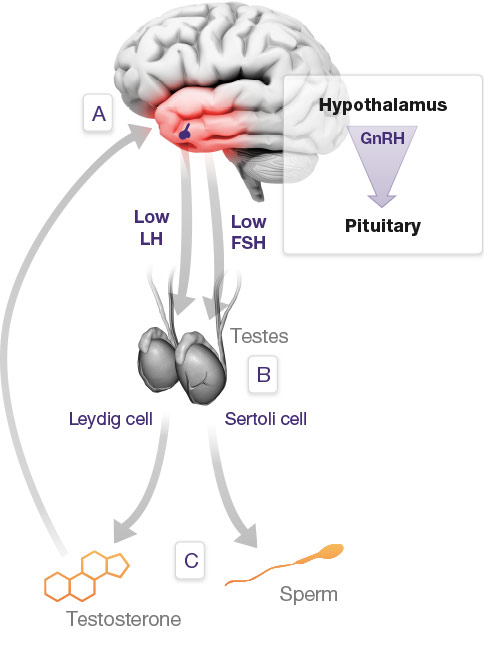 How AAD work in the production of Testosterone