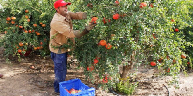 Pomegranate harvest
