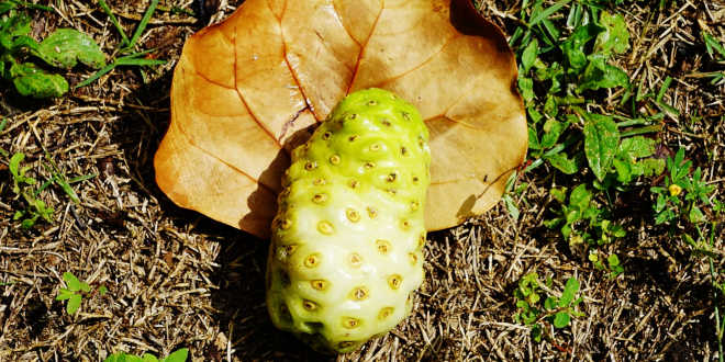 Morinda citrifolia on a leaf