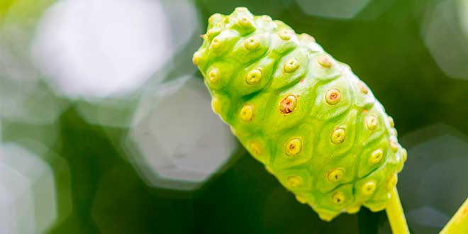 Morinda citrifolia fruit