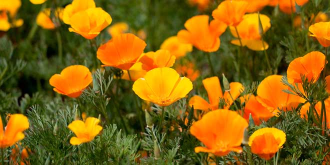California poppy