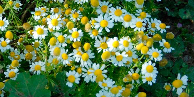 Chamomile