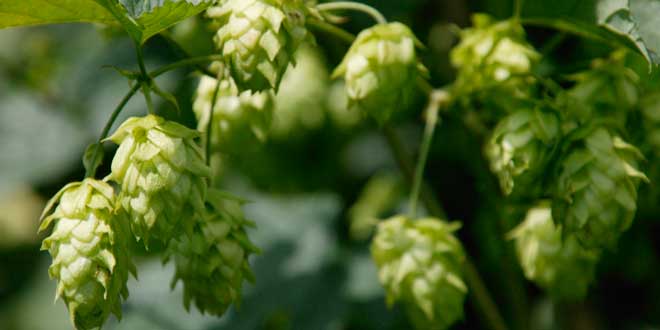 Hops