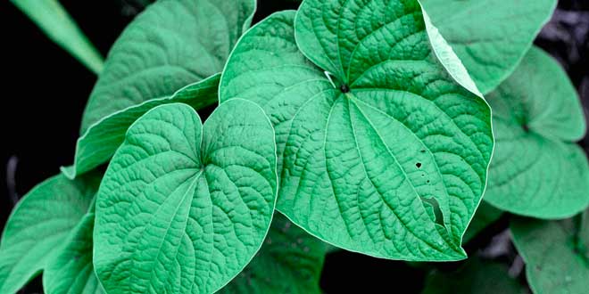 Kava Kava
