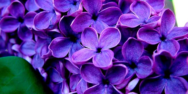 Lavender