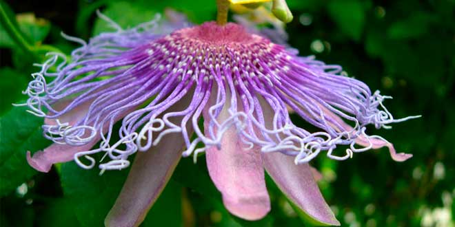 Passionflower
