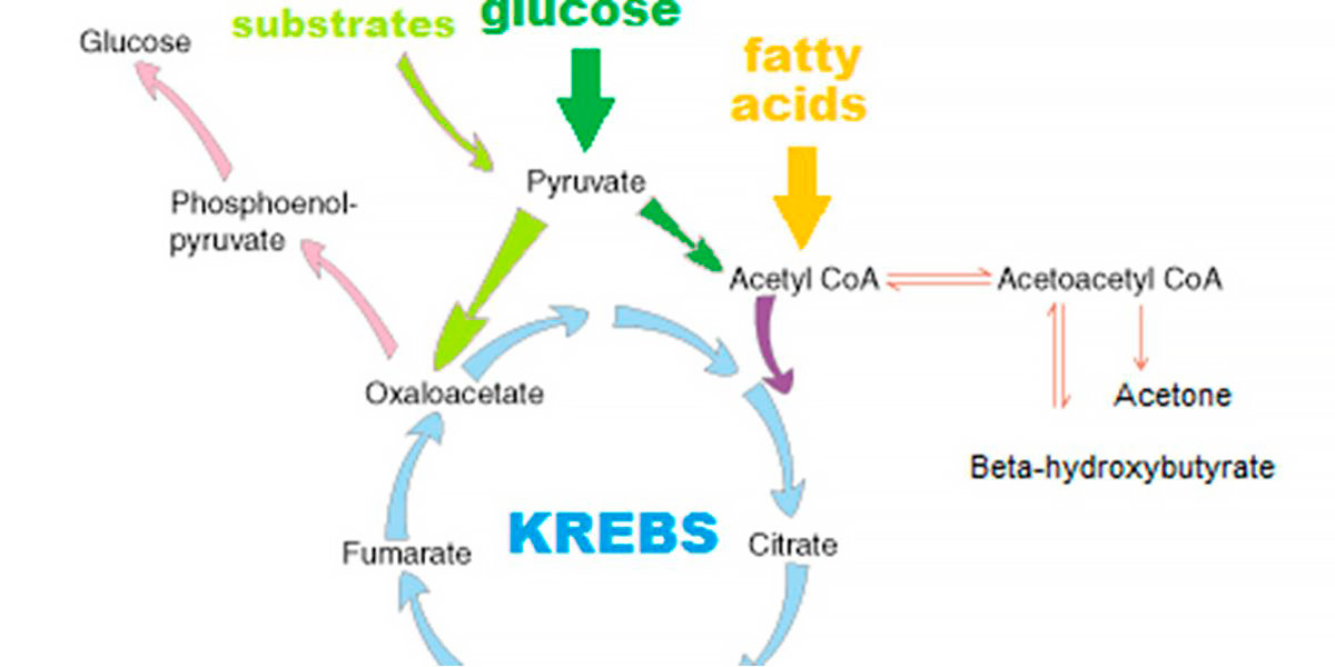 Krebs Krebs