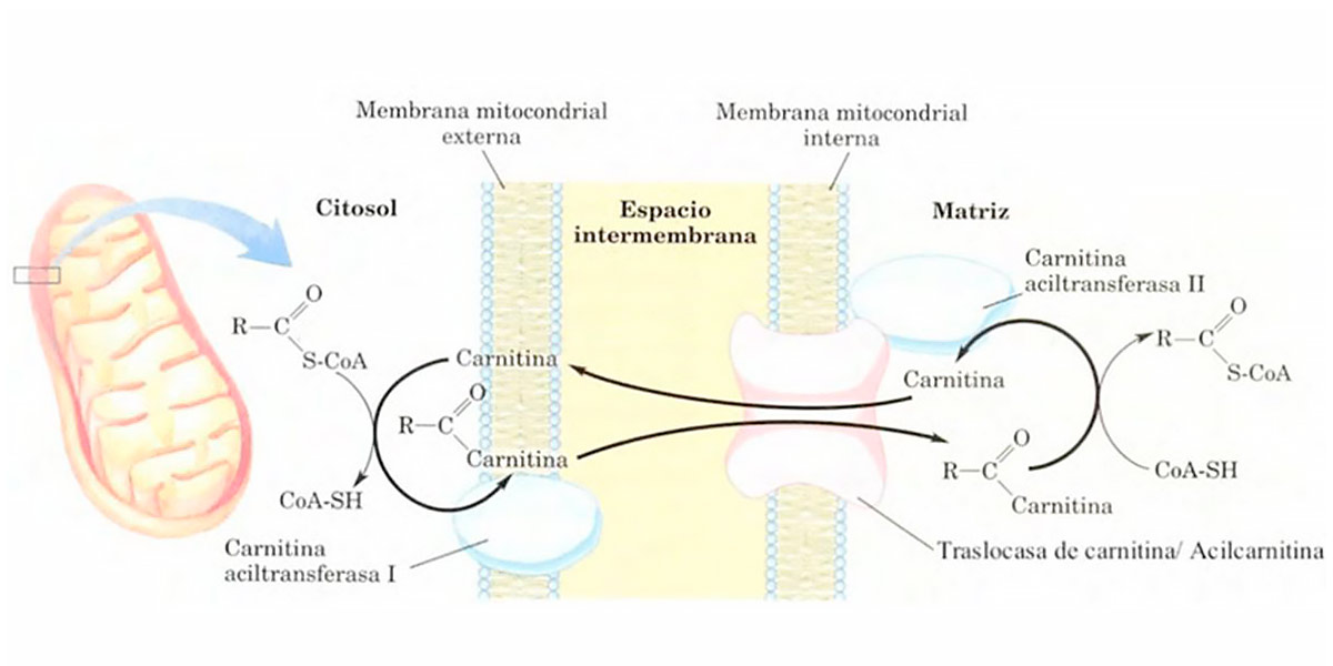 Mitochondrial transport Mitochondrial transport