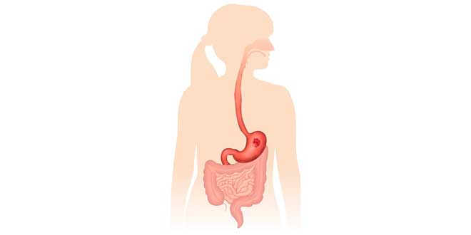 The digestive system The digestive system