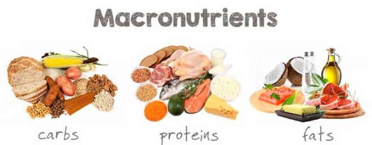 Macronutrients - carbs, proteins and fats Macronutrients - carbs, proteins and fats