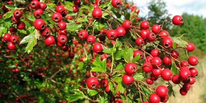 Ashwagandha Ashwagandha