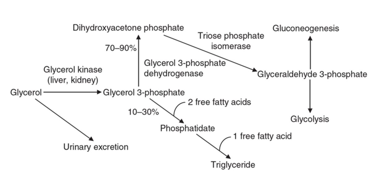Exogenous metabolism