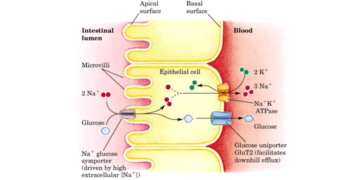Glucose transport