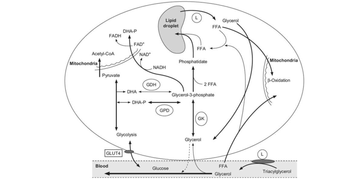 Metabolism