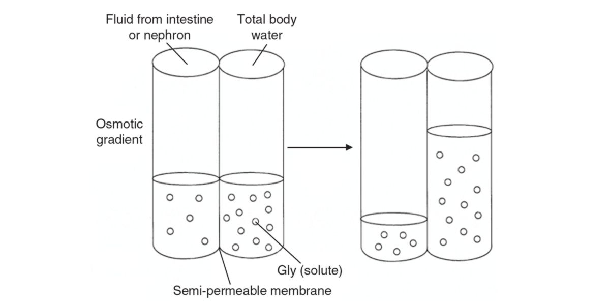 Osmotic exchange