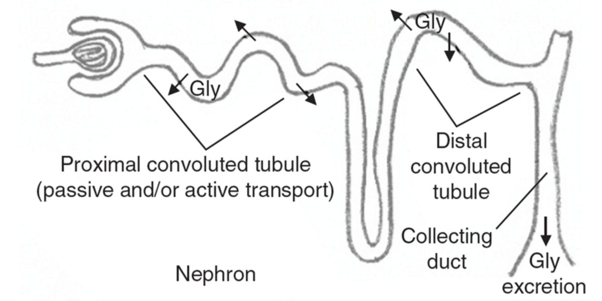 Renal metabolism