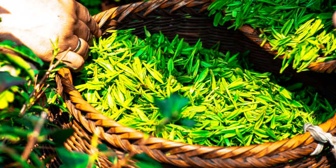 The benefits of green tea