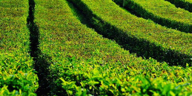 Green tea crops