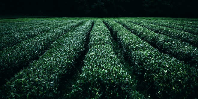 Cultivation of green tea