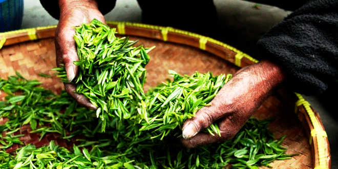 Green tea manual harvest