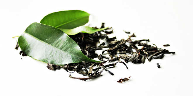 Natural green tea leaves