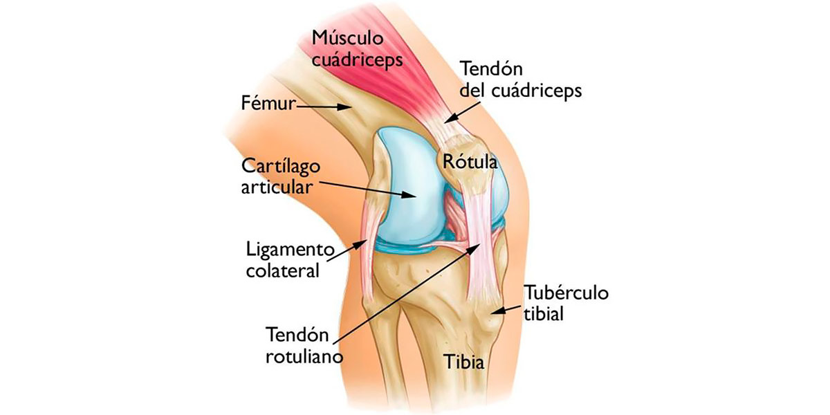 Knee Knee