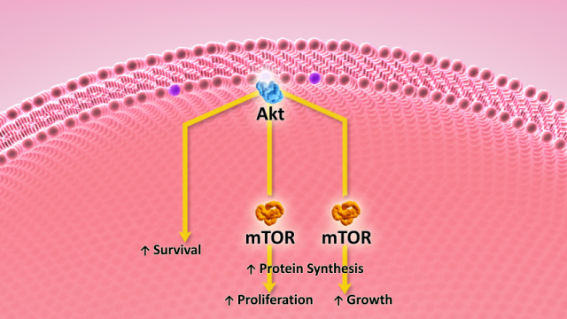 Insulin regulation illustration