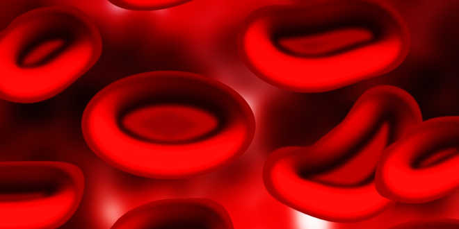 Red blood cells Red blood cells