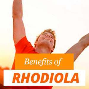 Benefits of Rhodiola Benefits of Rhodiola