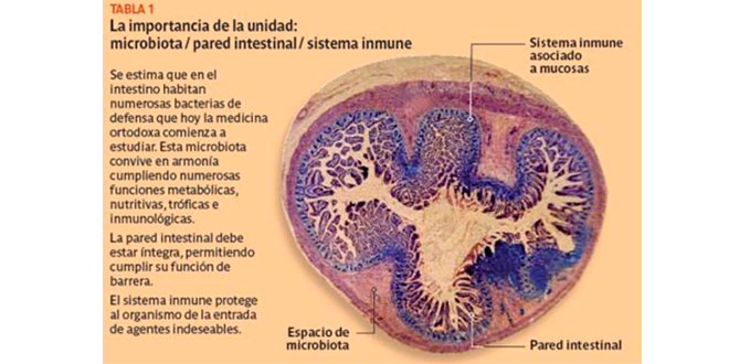 Microbiota, intestinal wall, immune system