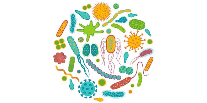 Probiotic bacteria