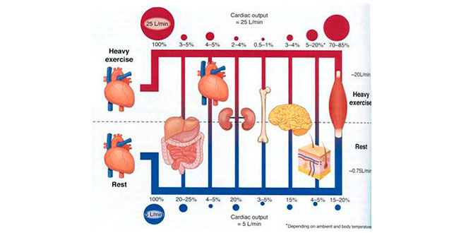 The blood supports the skeletal muscle during exercise