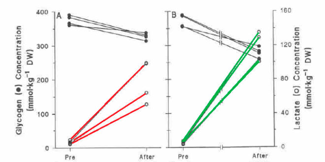 Muscle contraction fatigue