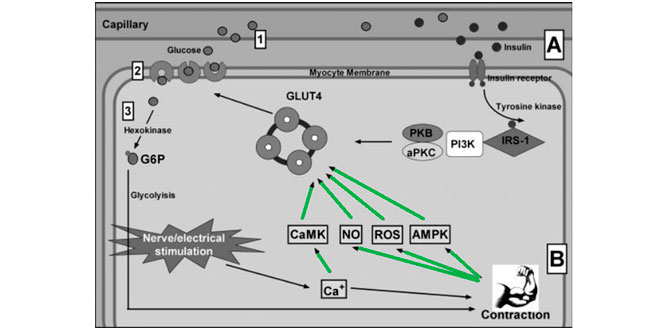 Muscle contraction