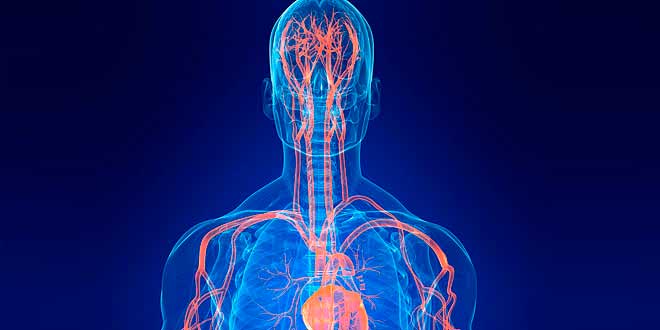 L-arginine, nitric oxide production and muscle hypertrophy