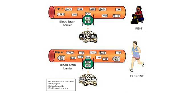 Tryptophan Hypothesis Tryptophan Hypothesis