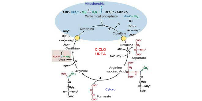 Urea cycle Urea cycle