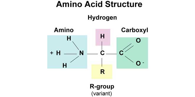 Aminoacid