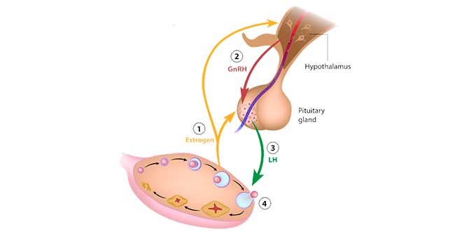 Hypothalamus regulation system Hypothalamus regulation system