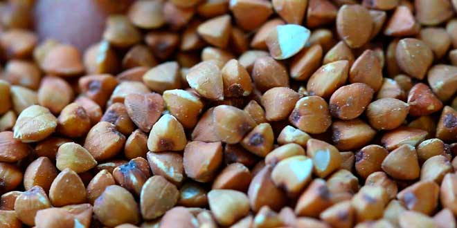 Vegan protein Vegan protein
