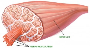 Fibres Fibres