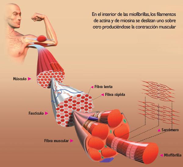 Slow and rapid muscle fibres Slow and rapid muscle fibres
